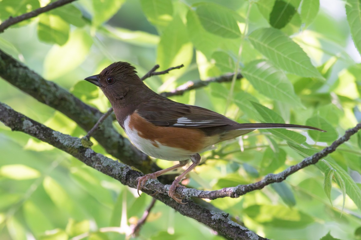 Eastern Towhee - ML586450571