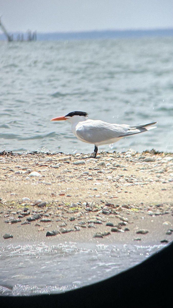 Royal Tern - ML586450971