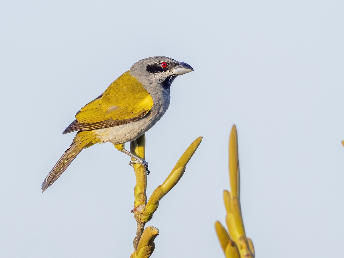 Yellow-shouldered Grosbeak - Andres Vasquez Noboa