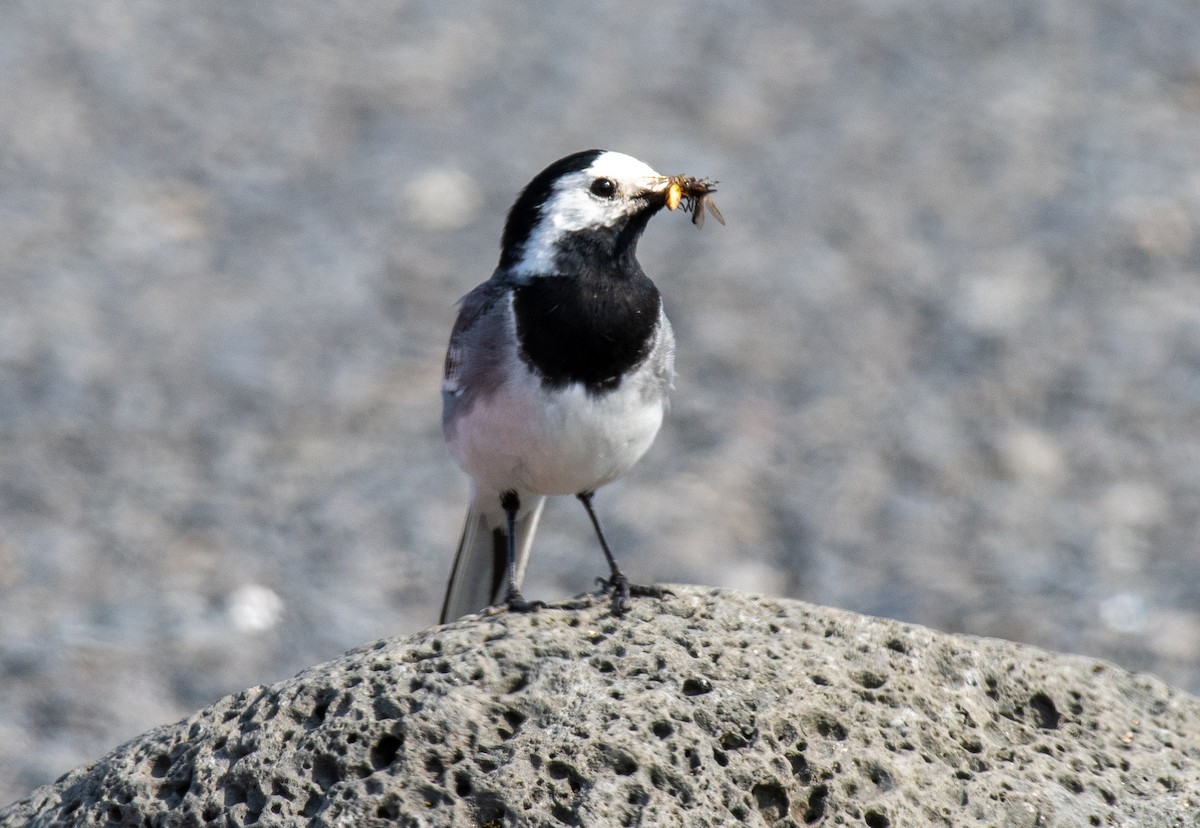 White Wagtail - ML586452161