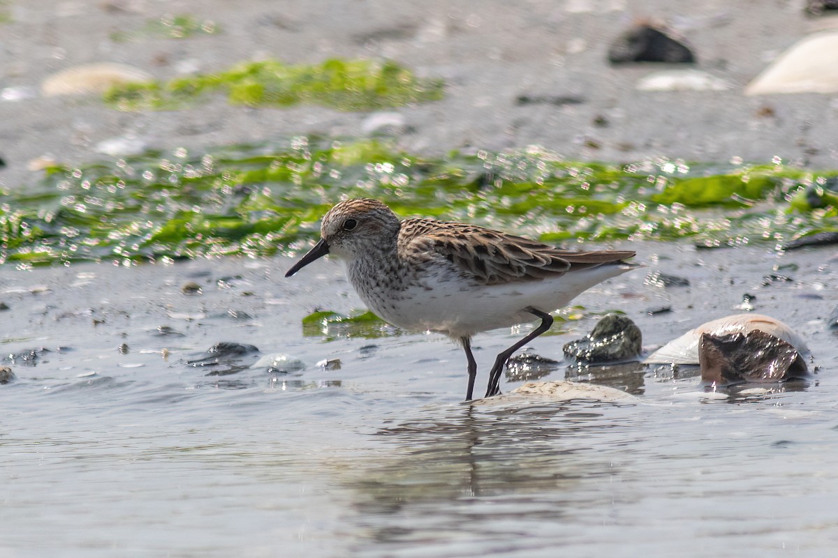 Semipalmated Sandpiper - ML586452661