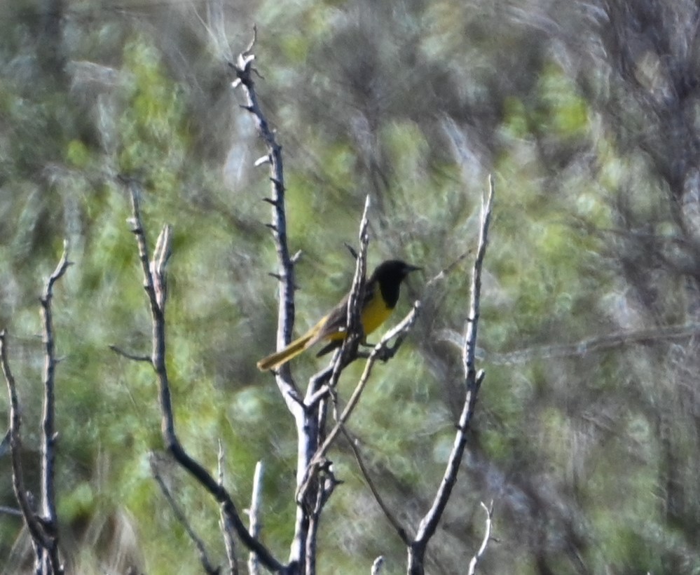 Oriole jaune-verdâtre - ML586452741