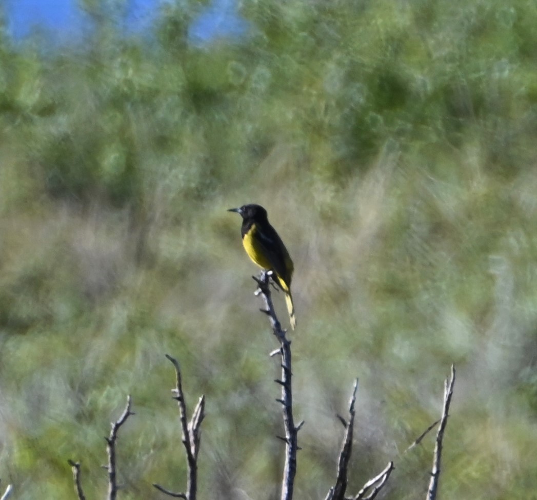 Scott's Oriole - Bonda Sek