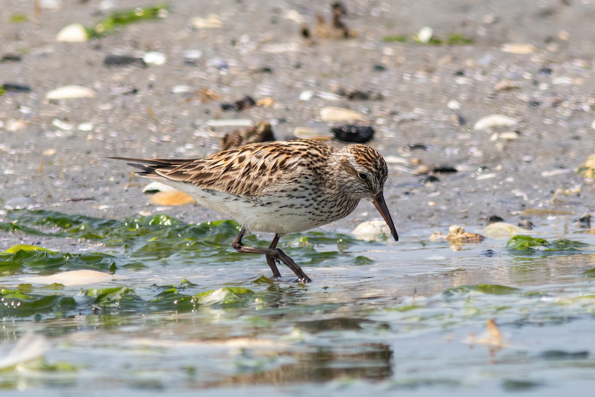 White-rumped Sandpiper - ML586452771