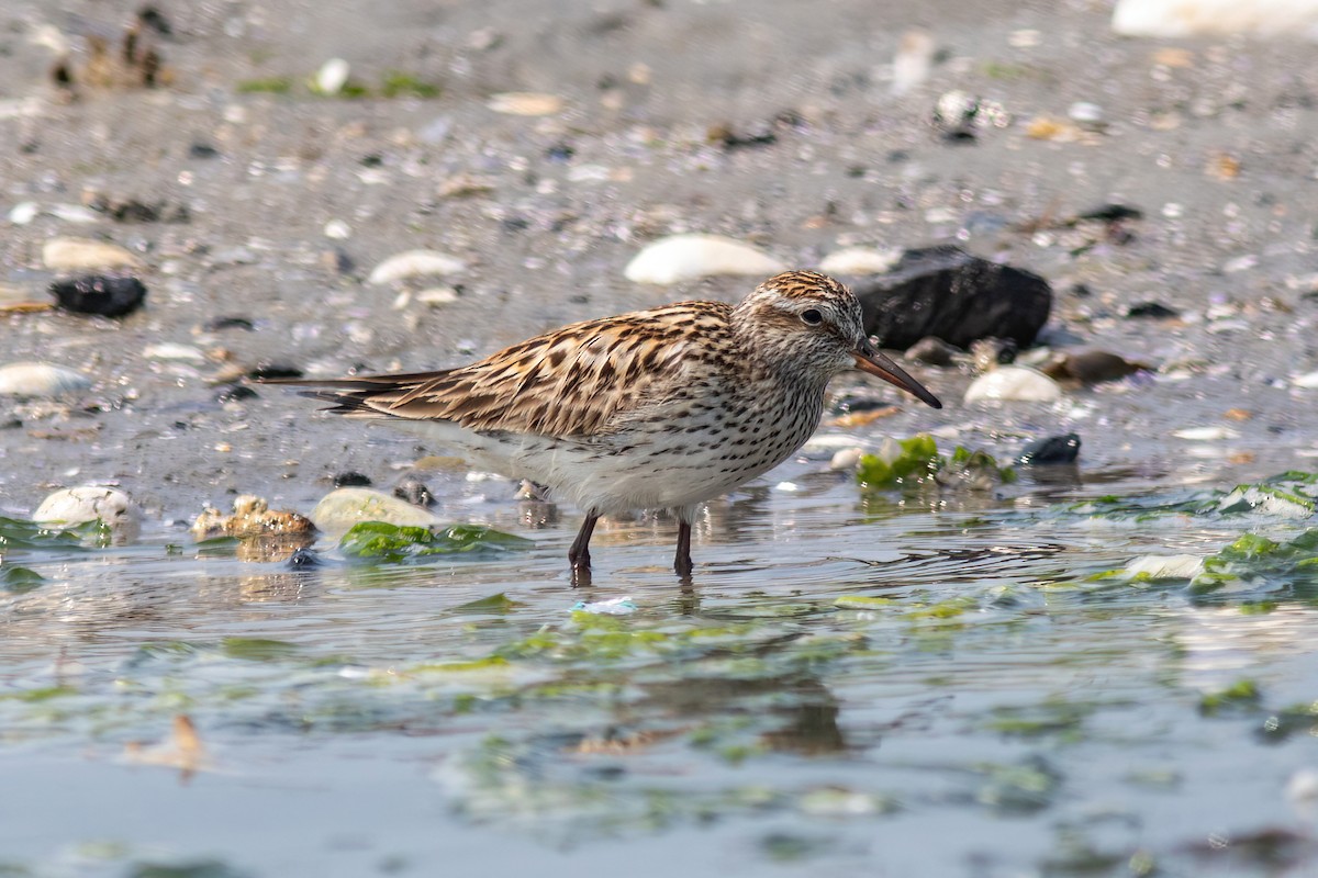 White-rumped Sandpiper - ML586452781