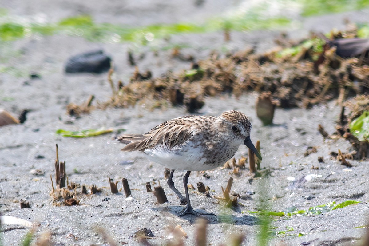 Semipalmated Sandpiper - ML586452911