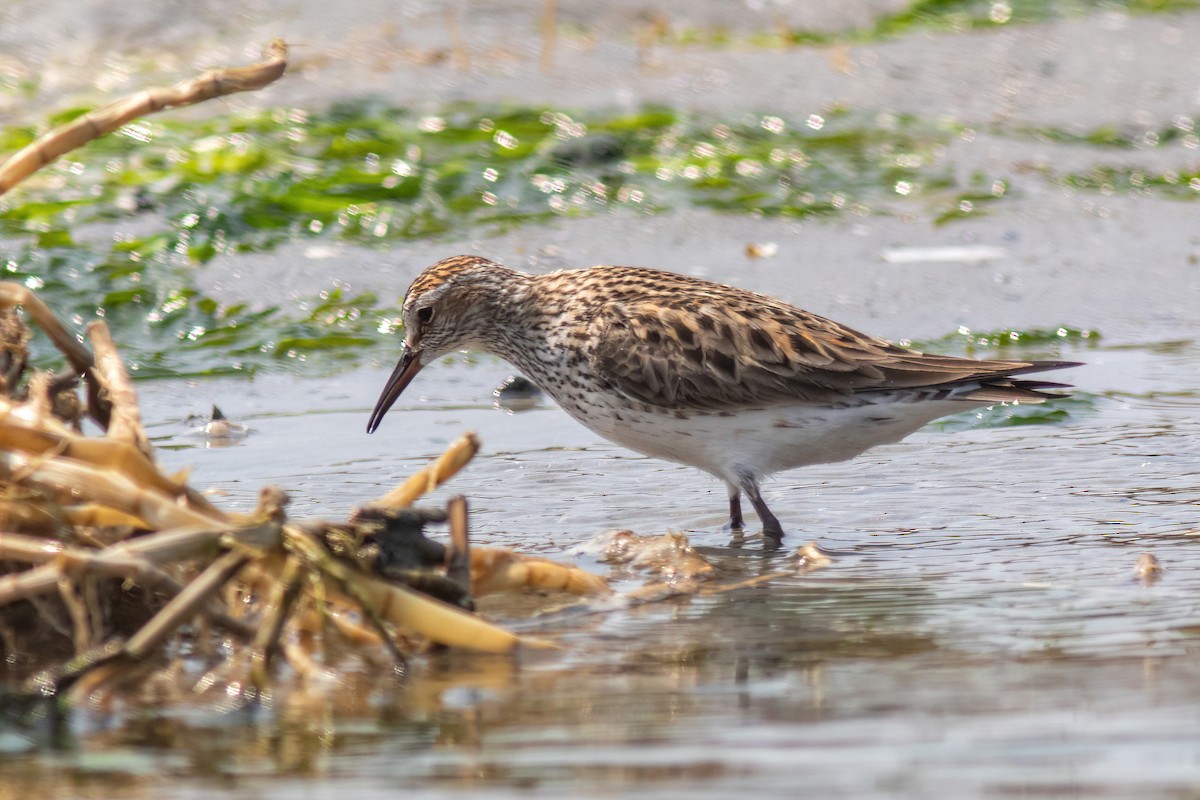 White-rumped Sandpiper - ML586453051
