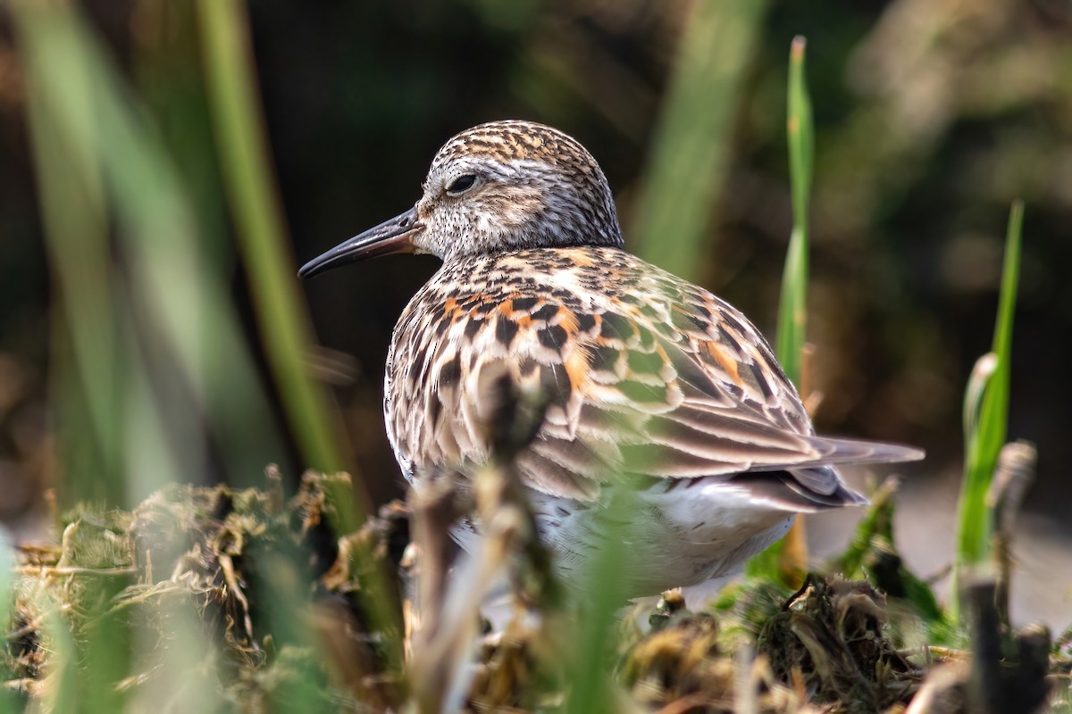 White-rumped Sandpiper - ML586453061