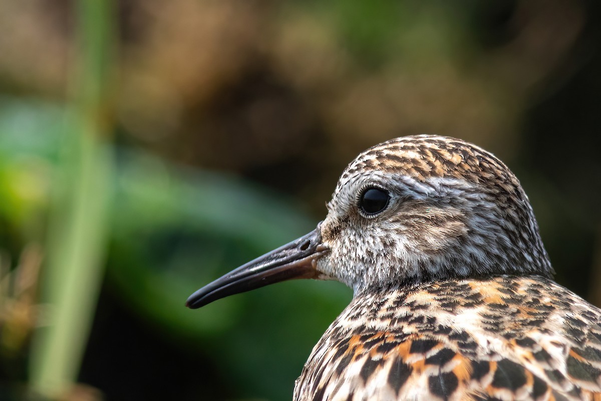 White-rumped Sandpiper - ML586453071