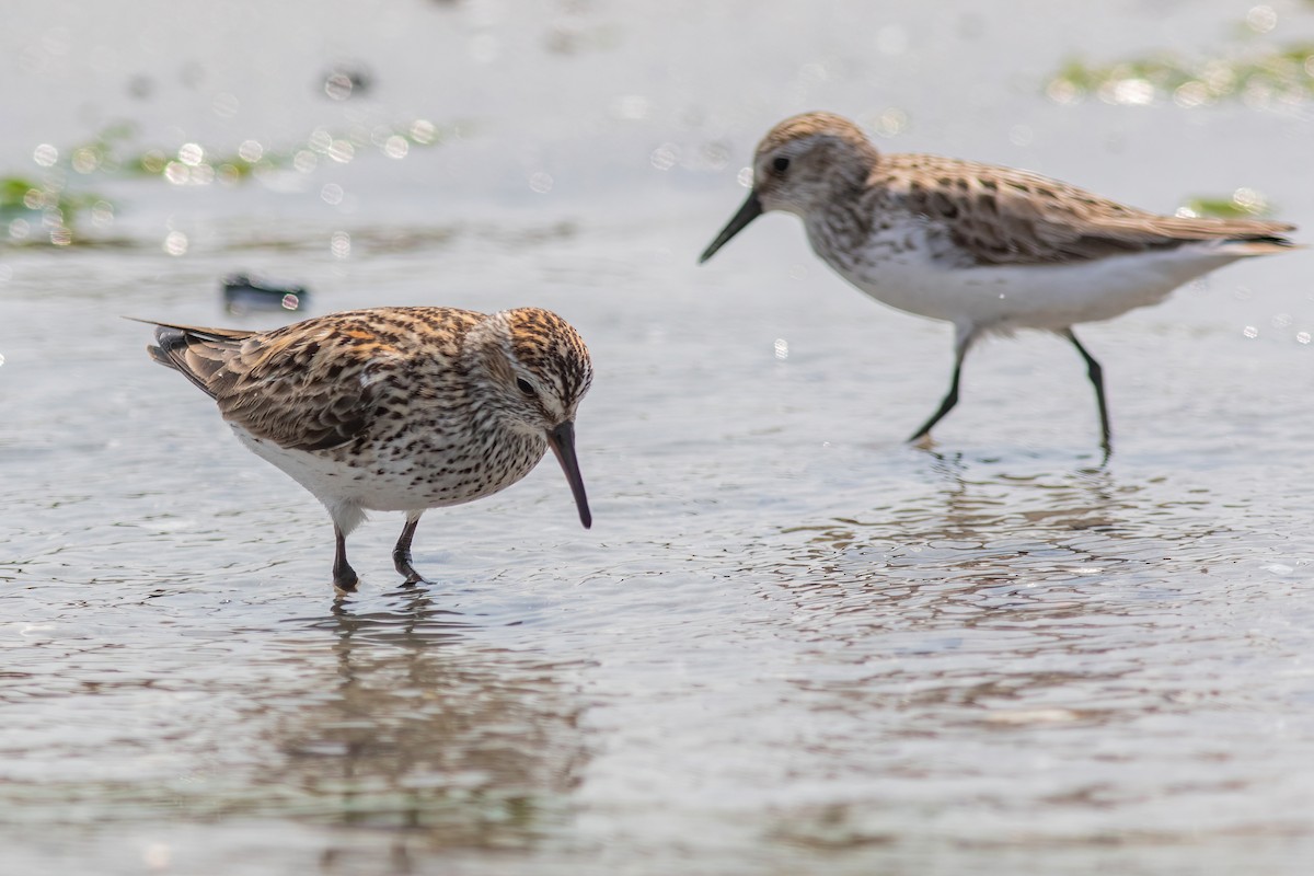 White-rumped Sandpiper - ML586453081