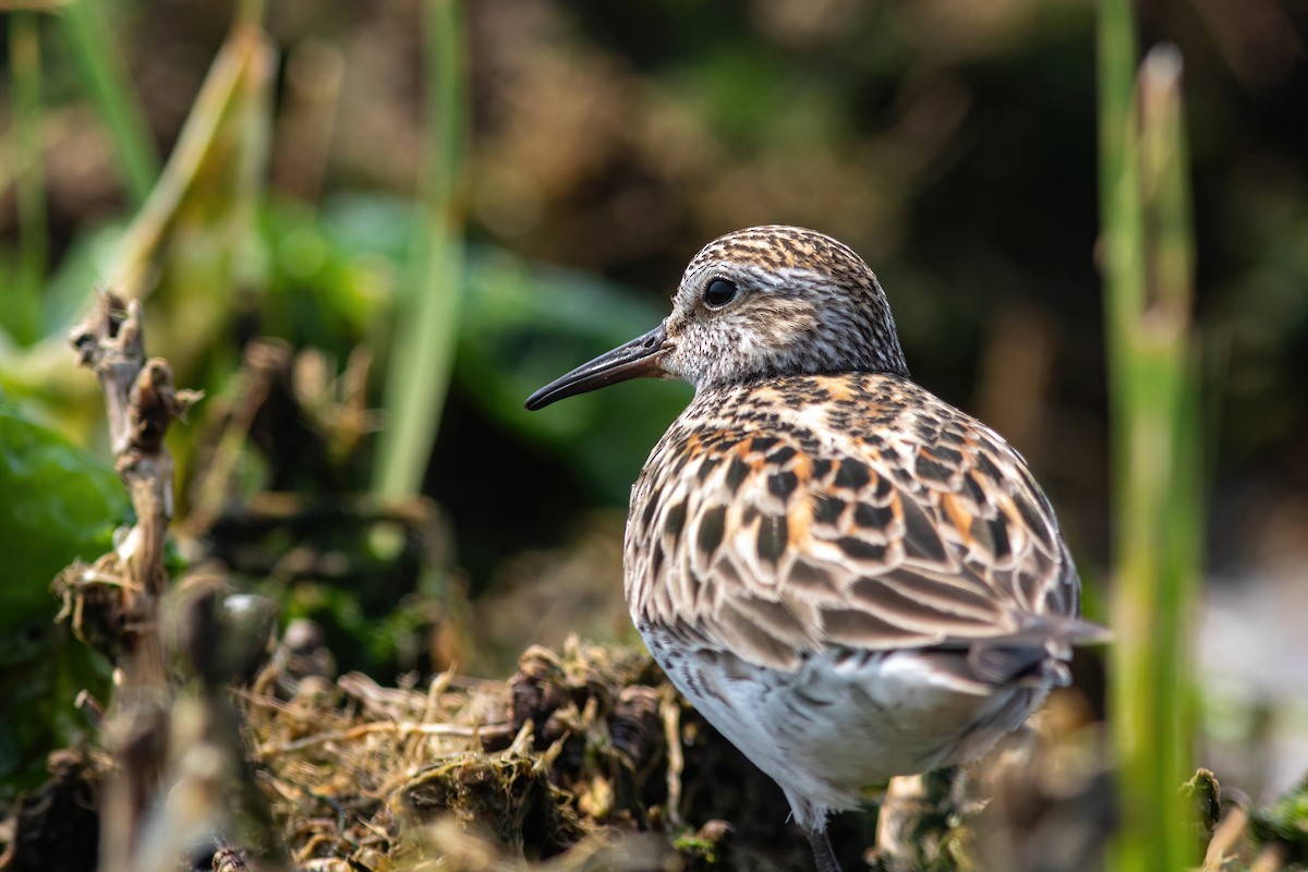 White-rumped Sandpiper - ML586453101