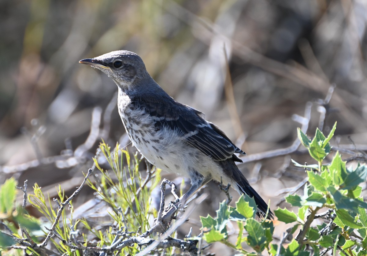 Northern Mockingbird - ML586453781