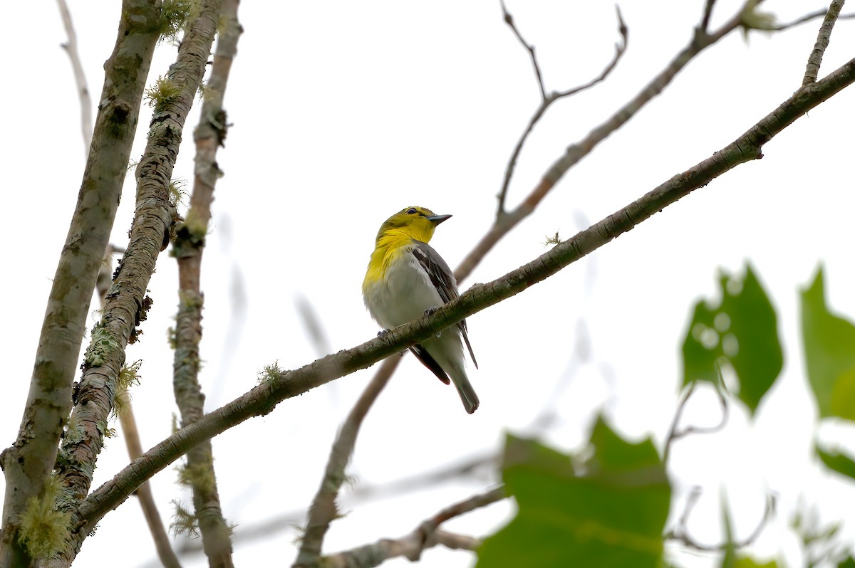 Yellow-throated Vireo - ML586453931