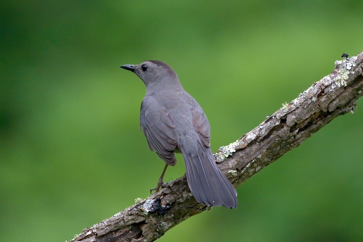 Gray Catbird - Cristians Rivas