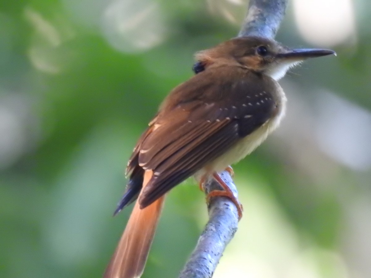 Tropical Royal Flycatcher - ML586454181