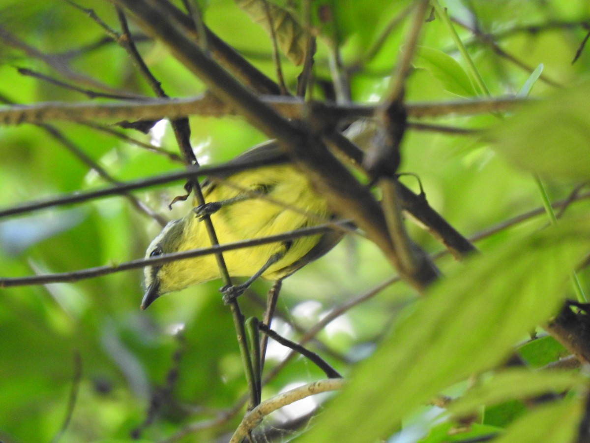 Yellow-bellied Tyrannulet - Justin Harris