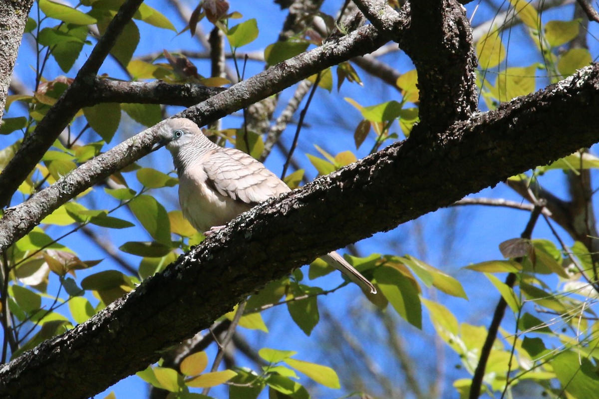 Peaceful Dove - Leith Woodall