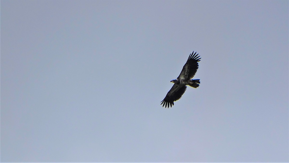 Bald Eagle - ML586457021