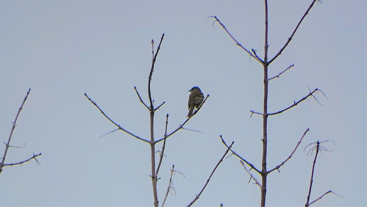 Alder Flycatcher - ML586457401