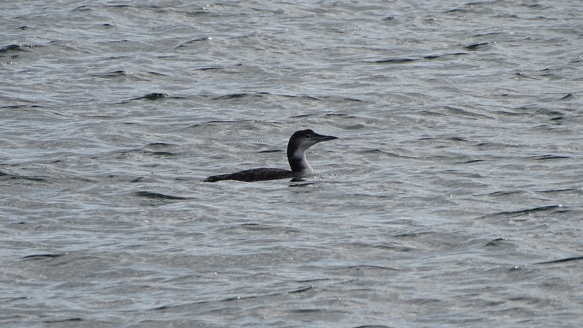 Common Loon - Amy Simmons