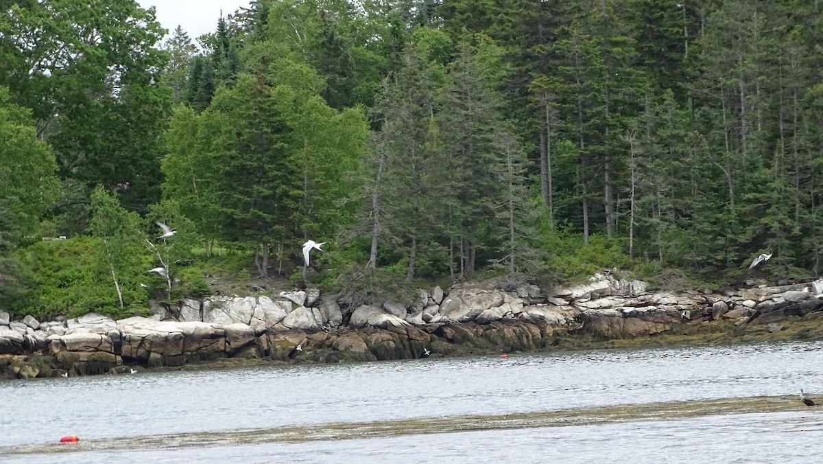 Roseate Tern - Amy Simmons