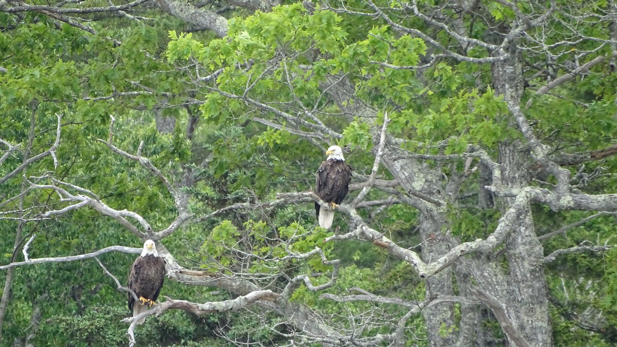 Weißkopf-Seeadler - ML586458531