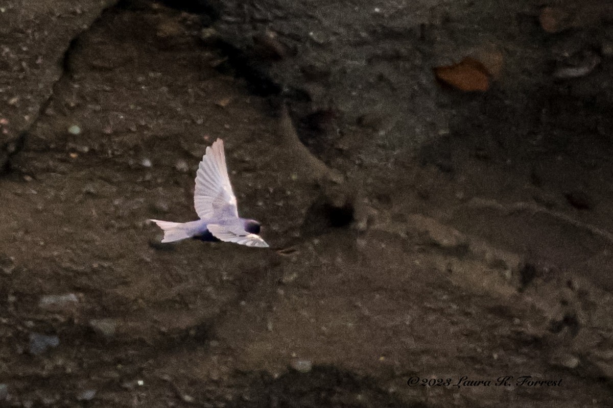 Galapagos Martin - Laura Forrest