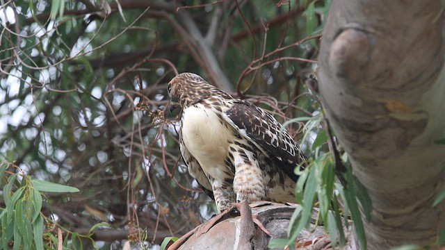 Red-tailed Hawk - ML586460721