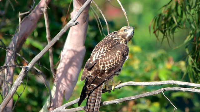 Red-tailed Hawk - ML586460751