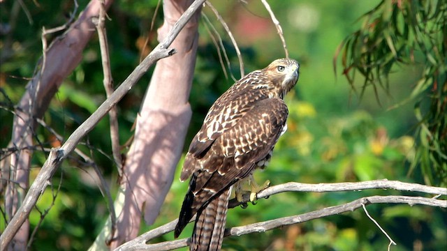 Rotschwanzbussard - ML586460751