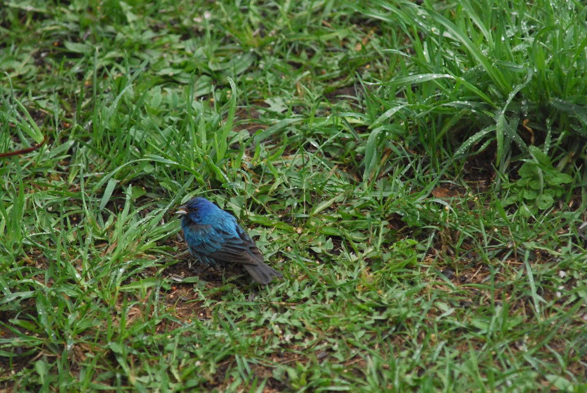 Indigo Bunting - ML58646101