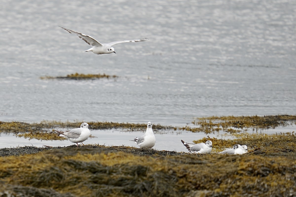 Bonaparte's Gull - Bob Plohr