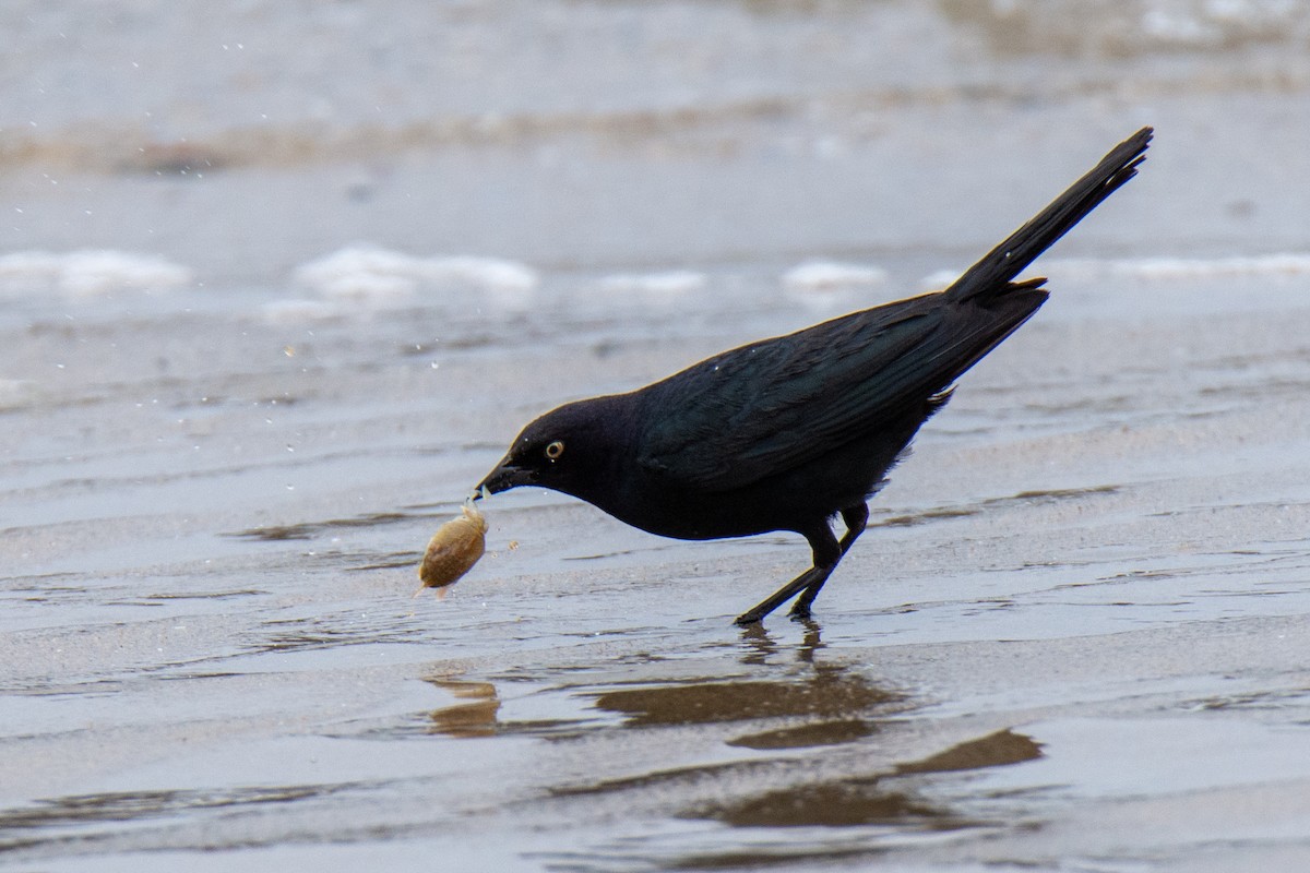 Brewer's Blackbird - ML586462241