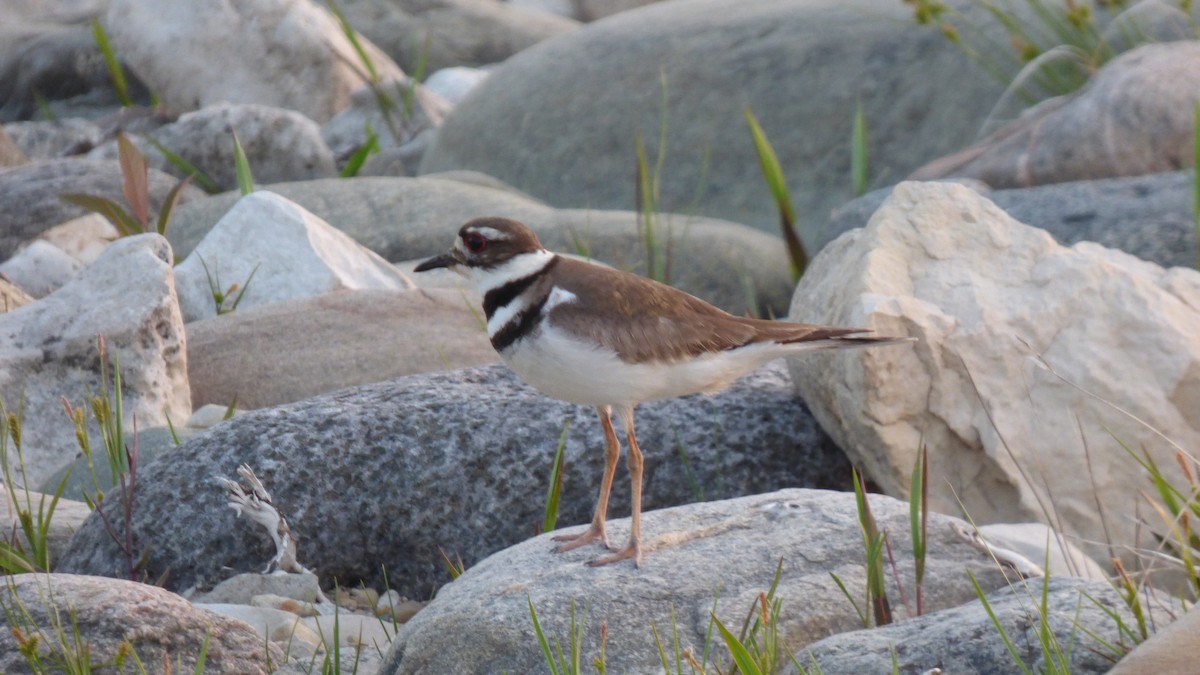 Killdeer - ML586462451