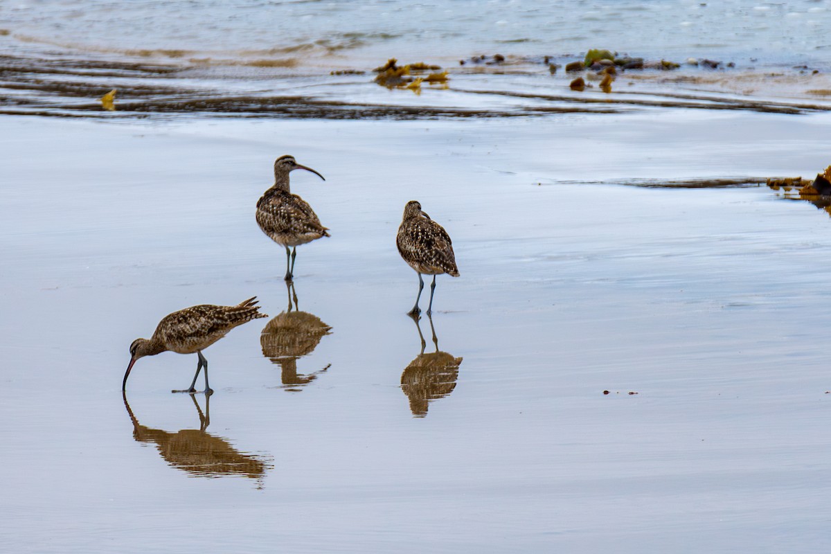 Whimbrel - Lyn McCall