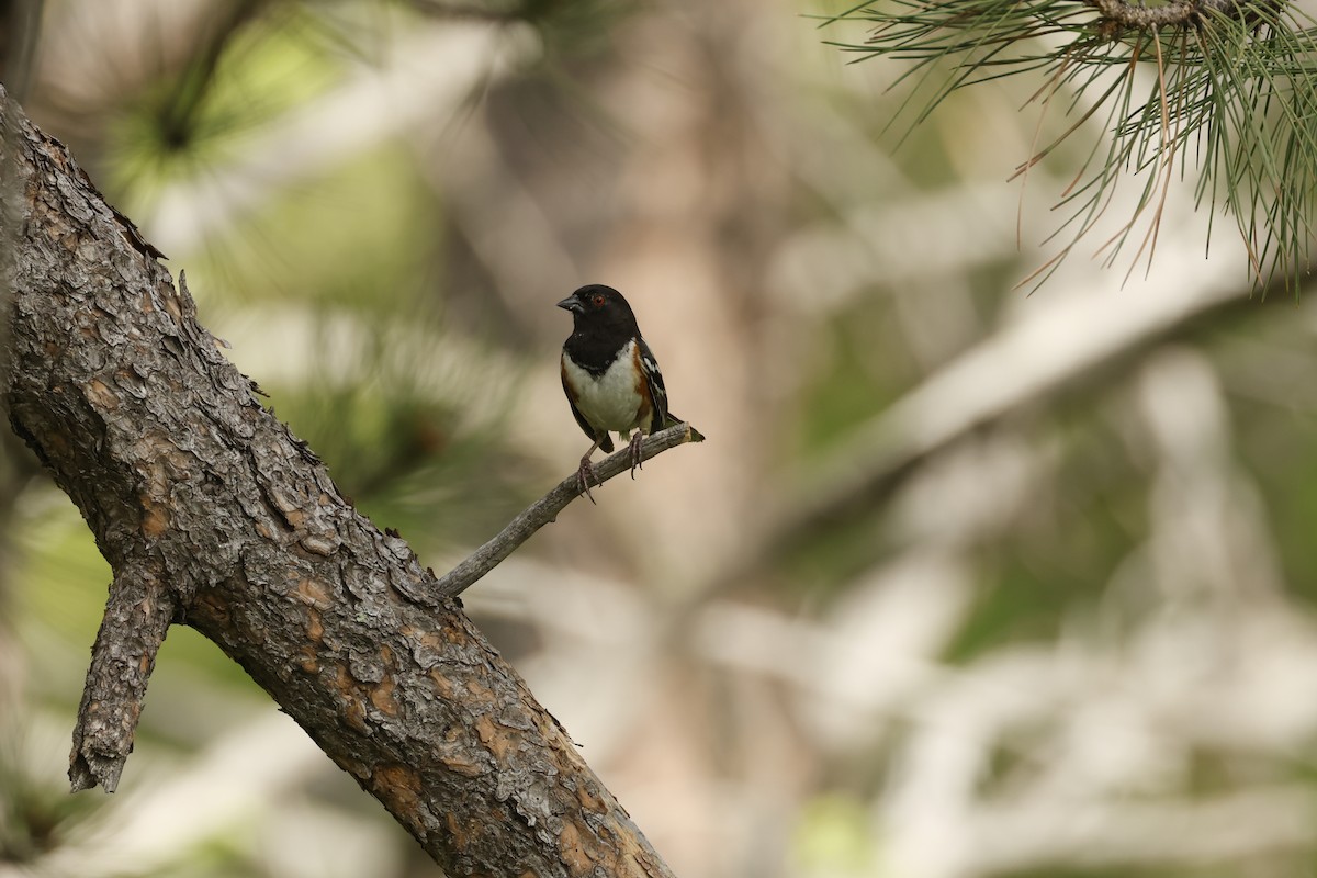 Spotted Towhee - ML586462581