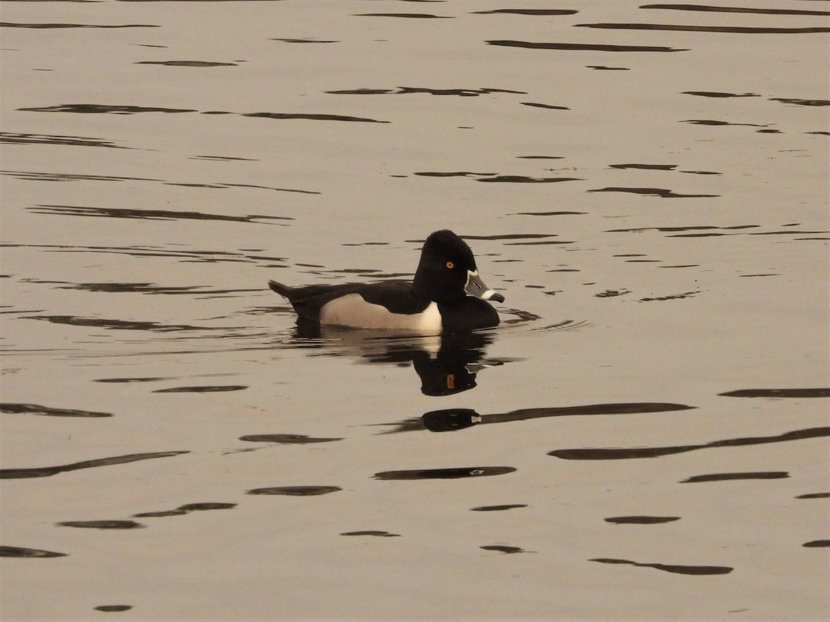 Ring-necked Duck - ML586463431