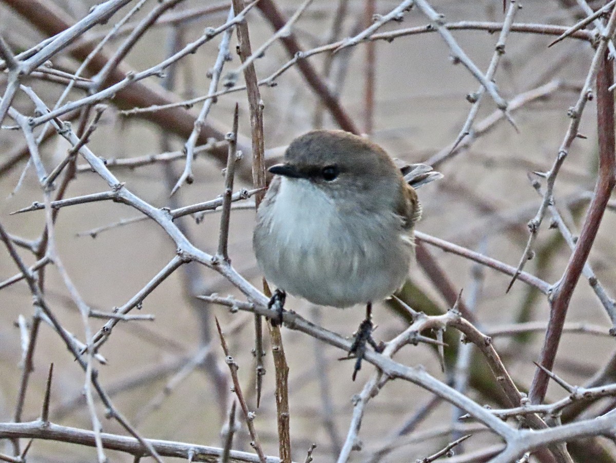 Superb Fairywren - Bill de Belin