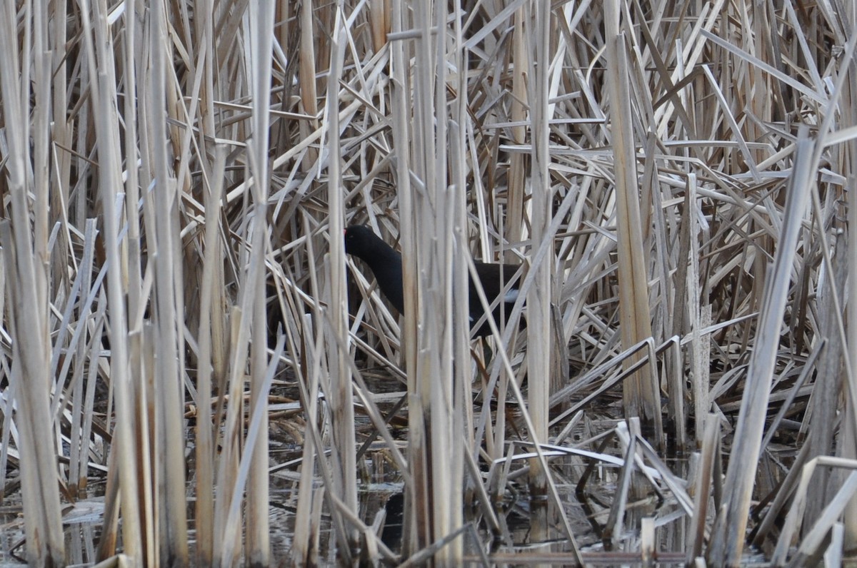 Gallinule d'Amérique - ML586464681