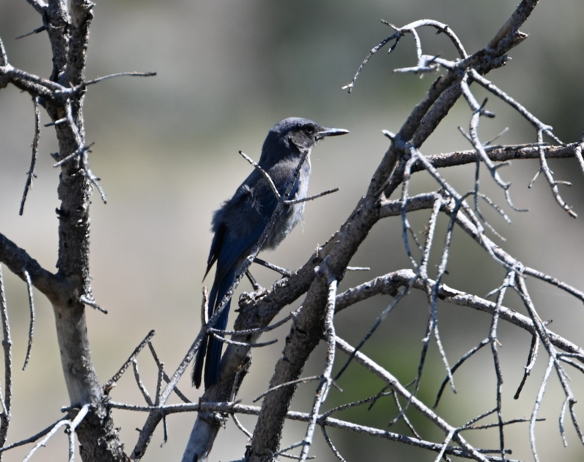 Woodhouse's Scrub-Jay - ML586464731