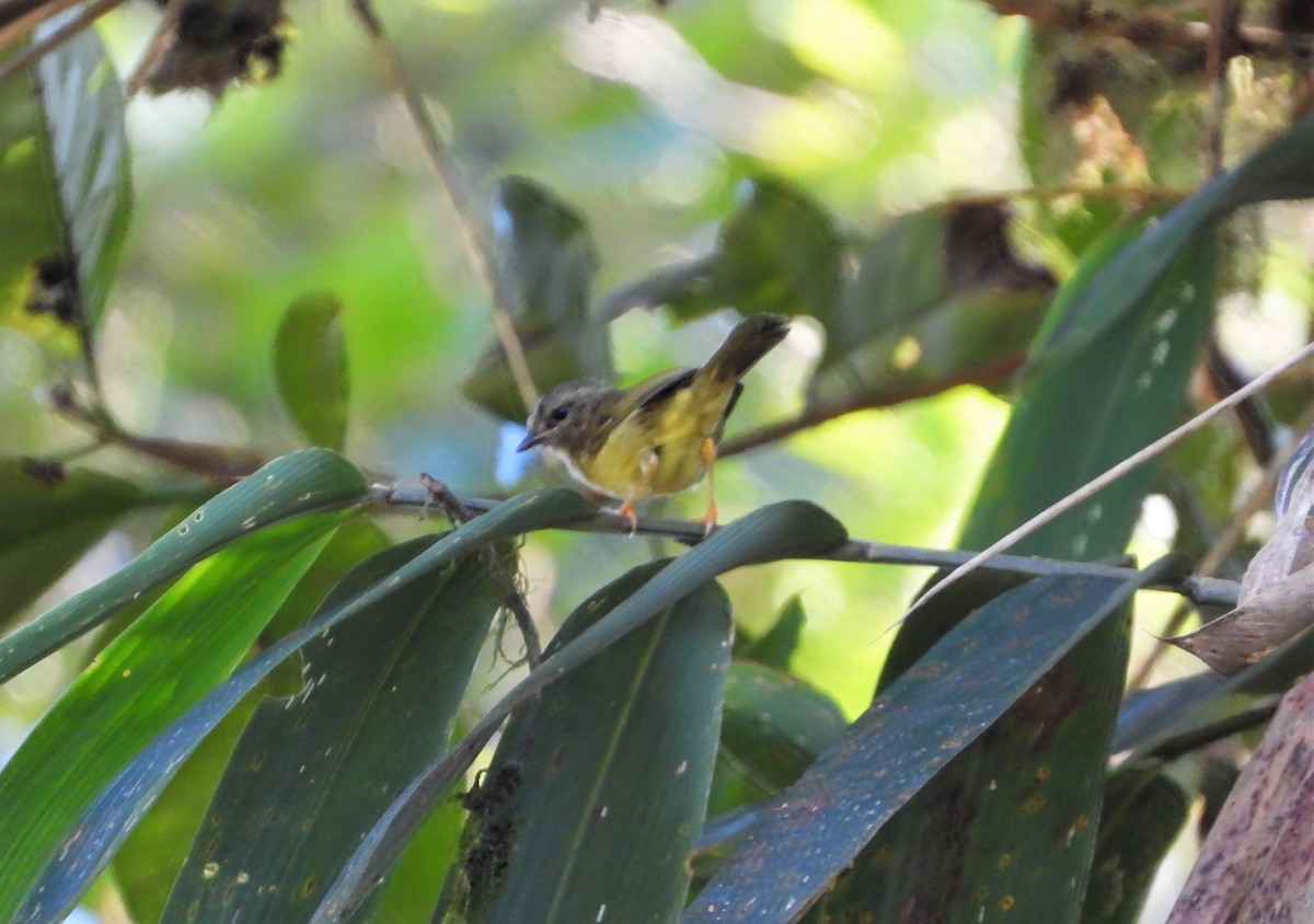 Golden-crowned Warbler - ML586465321