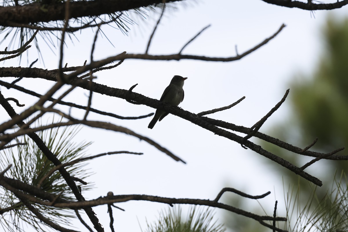 Western Wood-Pewee - ML586465711