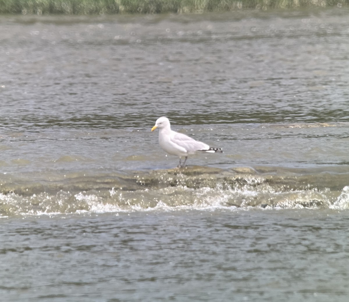 Goéland argenté - ML586465911