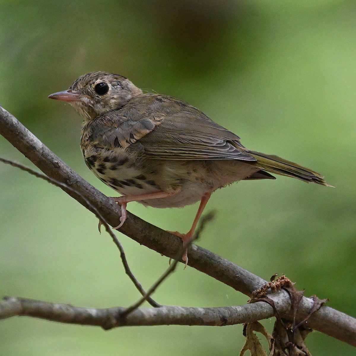 Wood Thrush - Chad Ludwig