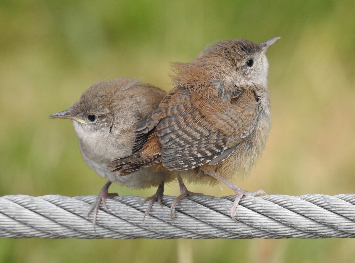 Northern House Wren - ML586466701