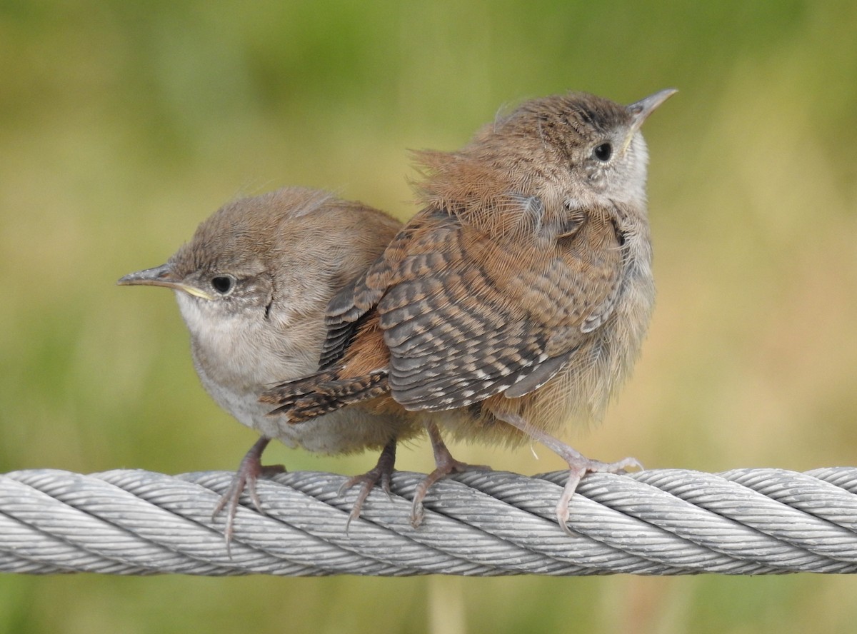 House Wren - ML586466701