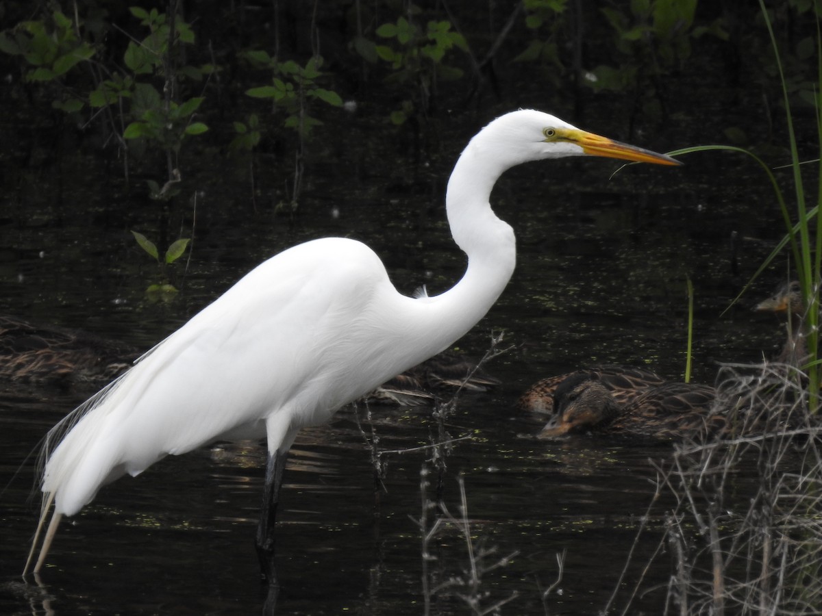 Great Egret - ML586467231