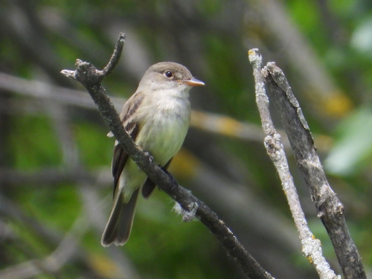 Willow Flycatcher - ML586467521