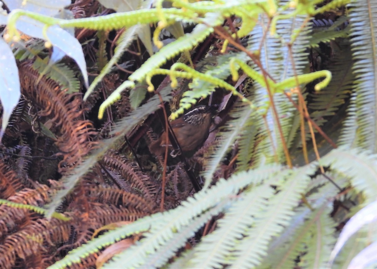 Gray-breasted Wood-Wren - ML586468171