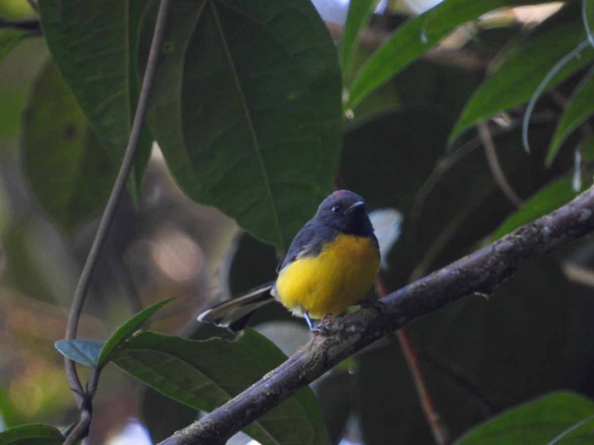 Черногорлая канделита - ML586468511